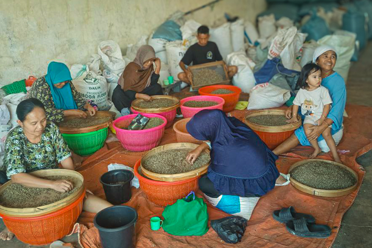 direct surce coffee greenbeans