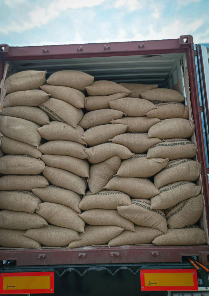 The Jungle Coffee robusta arabica supplier