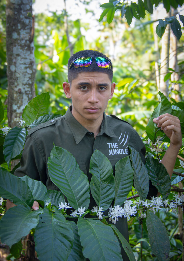 The Jungle Coffee wholesale green beans